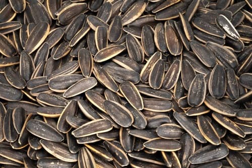 مرغوب ترین تخمه آفتابگردان اردبیل طعمی فوق العاده